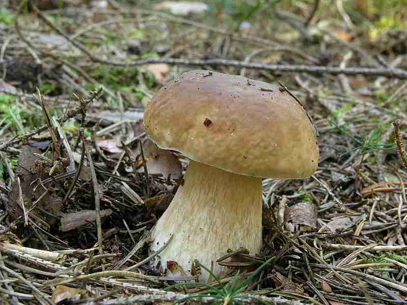  Image name: 291 Porcino.jpg 
 width: 800 pixel 
 height: 600 pixel 
 Size: 44139 bytes 
 Click to enlarge 